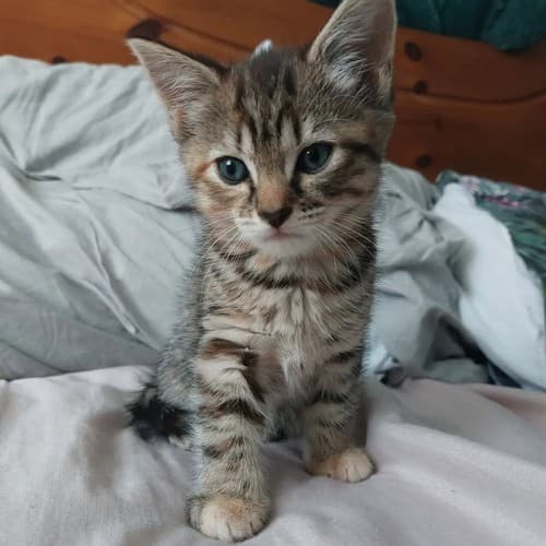 We adopted Sammy